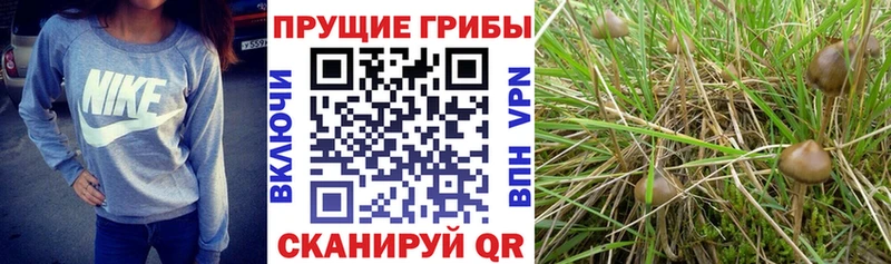 наркошоп  Южно-Сахалинск  Галлюциногенные грибы Psilocybe 